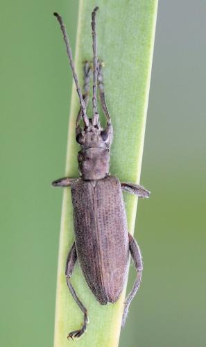 Réf. 206 627 : Donacia cinerea